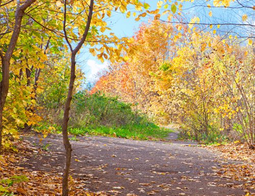 עולם ההשראה שלי